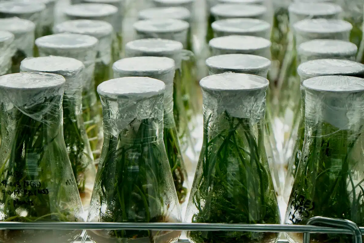 PetroChina's Renewable Electricity Cracker and the Green Chemical Production Precedent