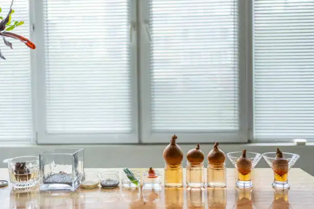 La ciencia olfativa de Osmo y el futuro del diseño de ingredientes adyacentes al sabor