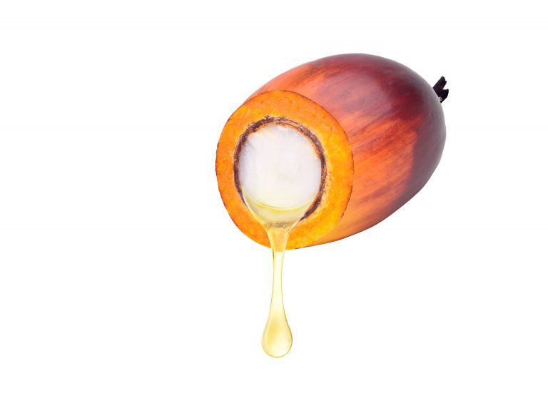 Oil palm fruit illustration