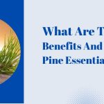What Are The Benefits And Use Of Pine Essential Oil? 